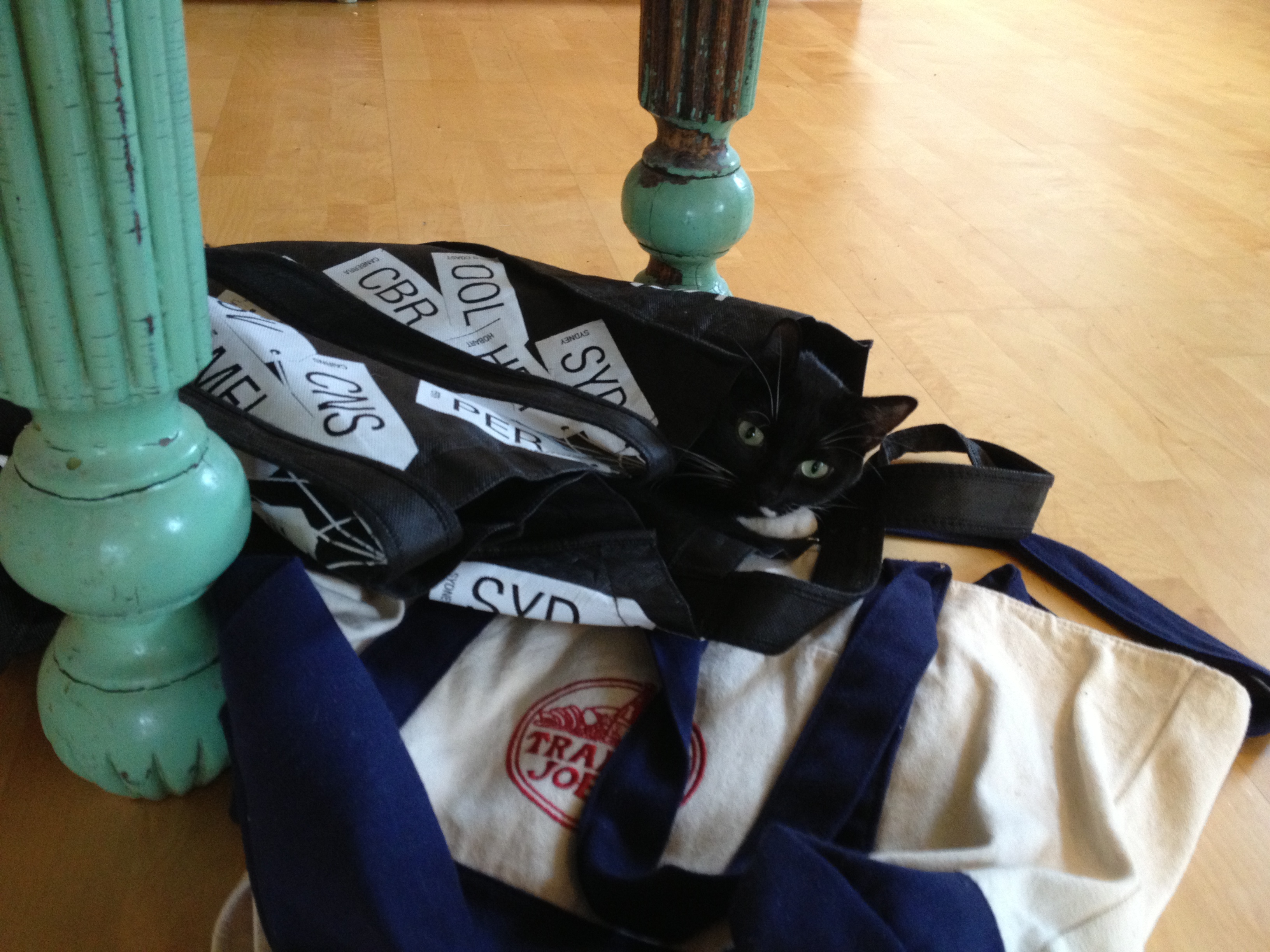 Lilah (cat) nesting in bags