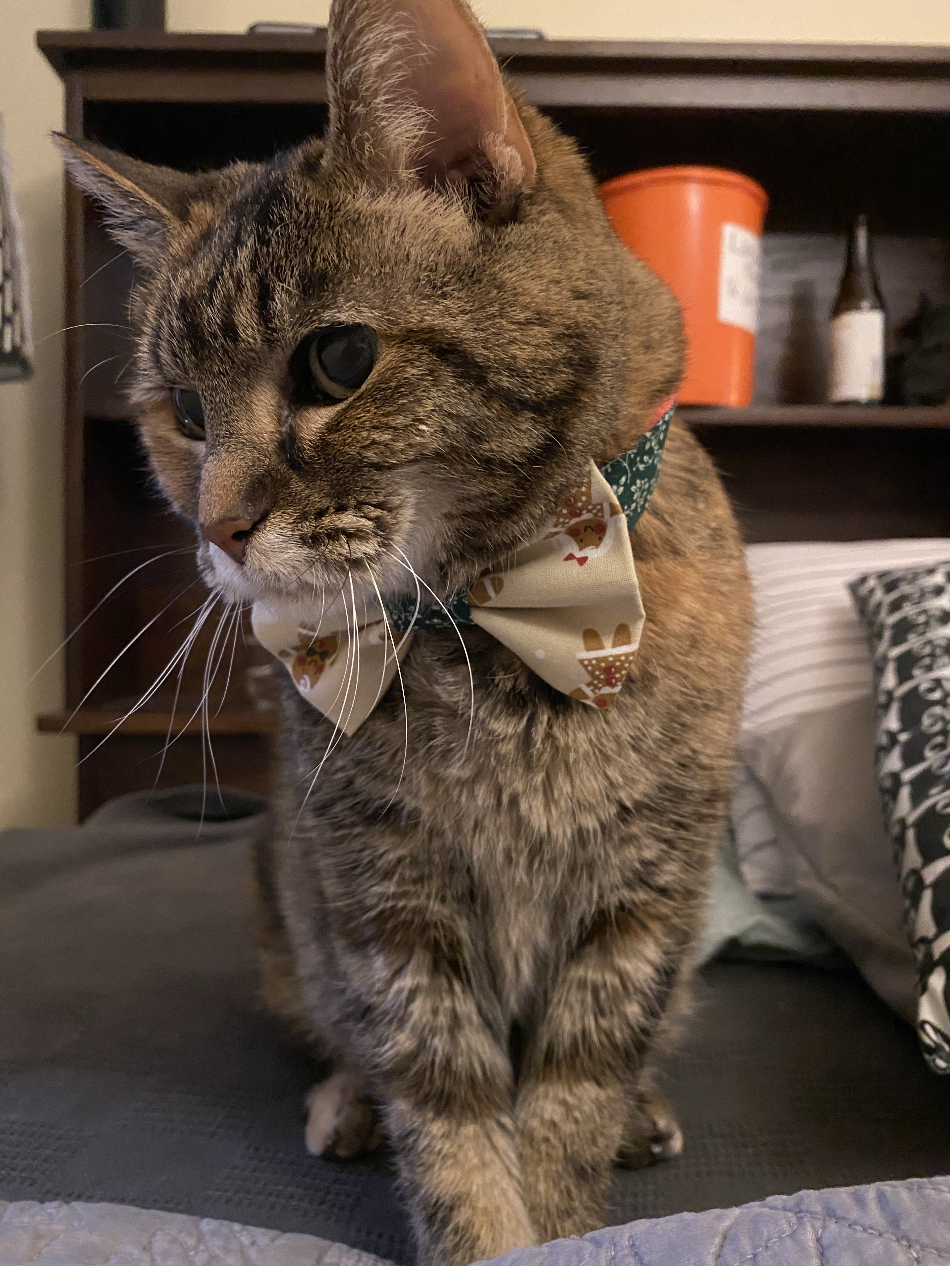 Laney, a torbie cat, wearing a Christmas bow