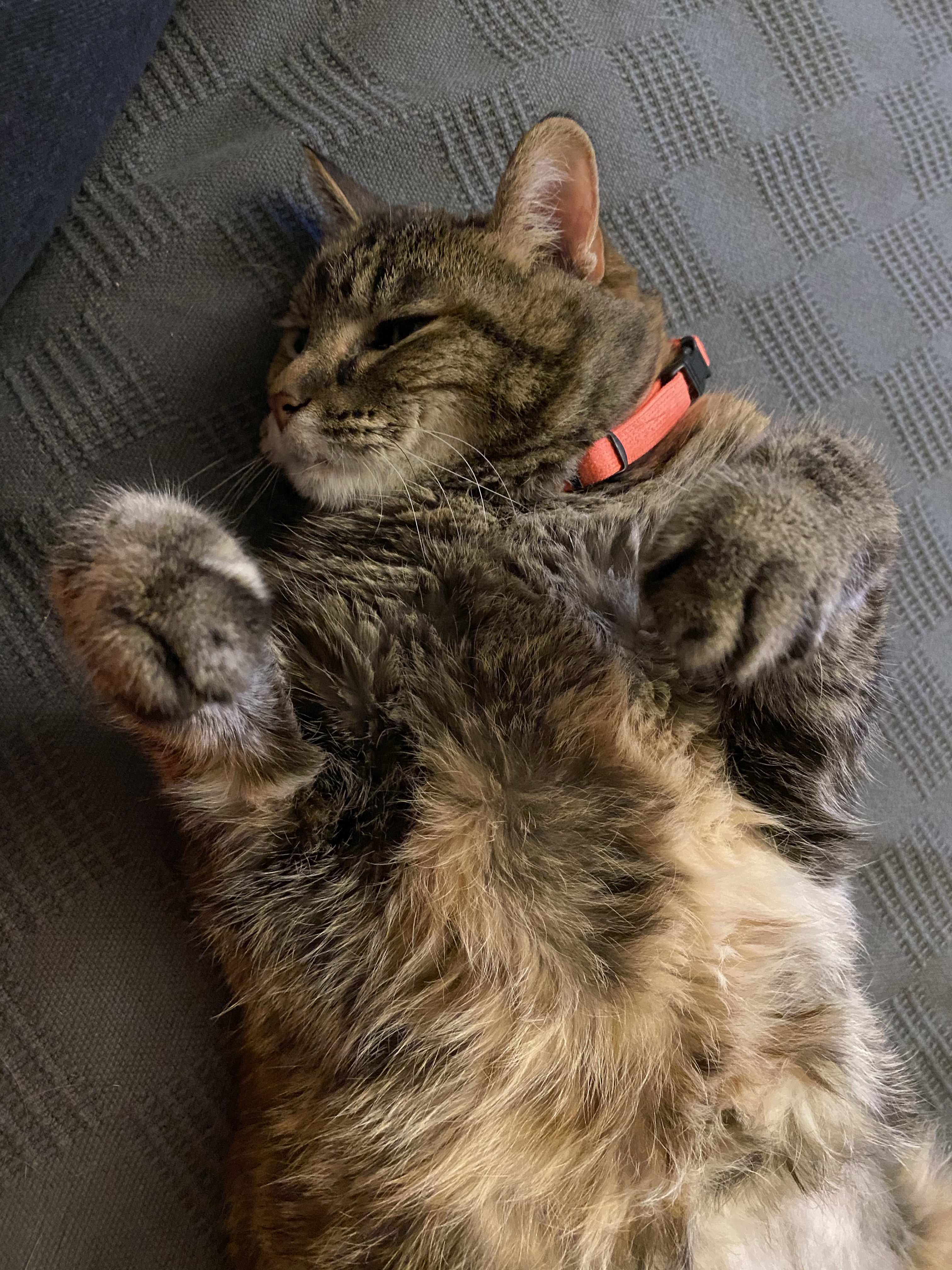 Laney, a torbie cat, on her back being cute