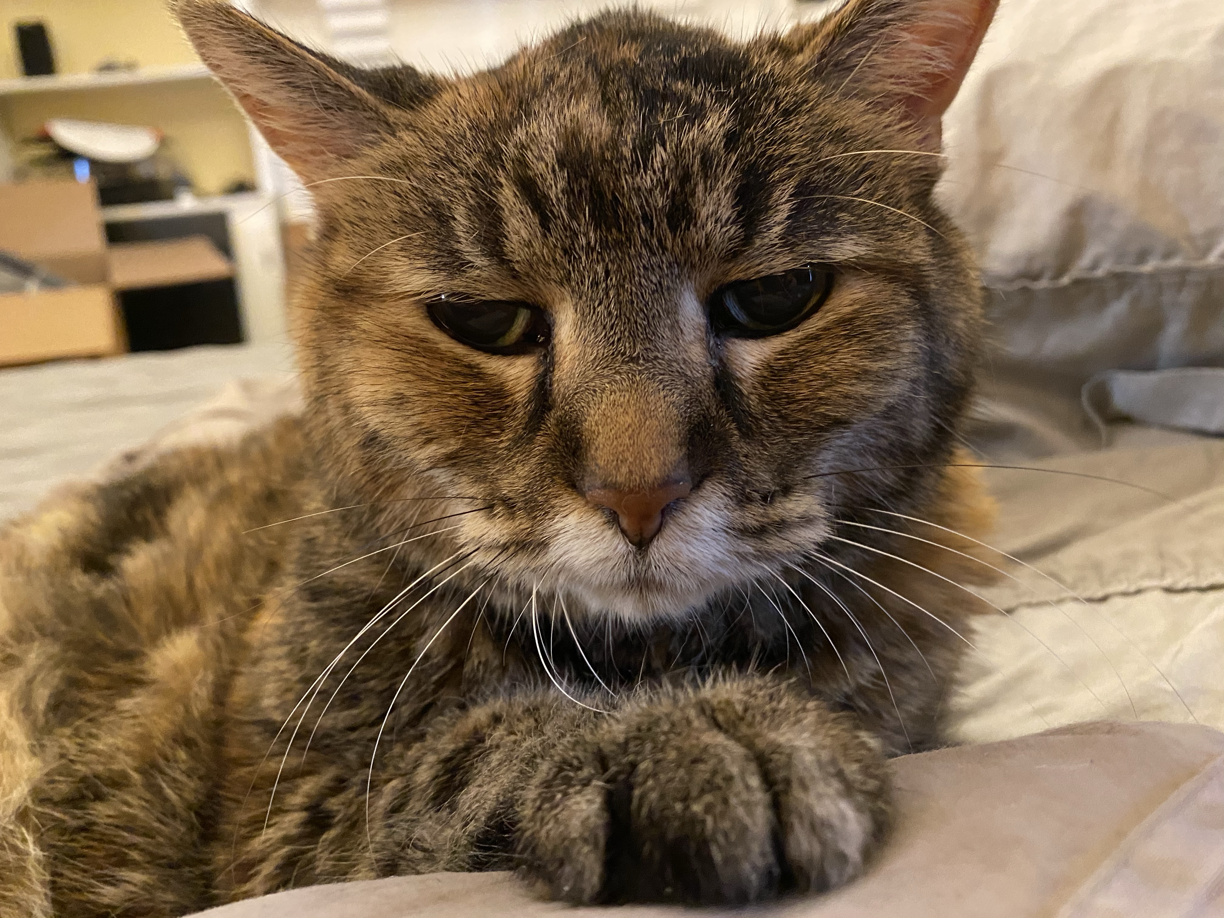 Laney, a torbie cat, looking possessive.