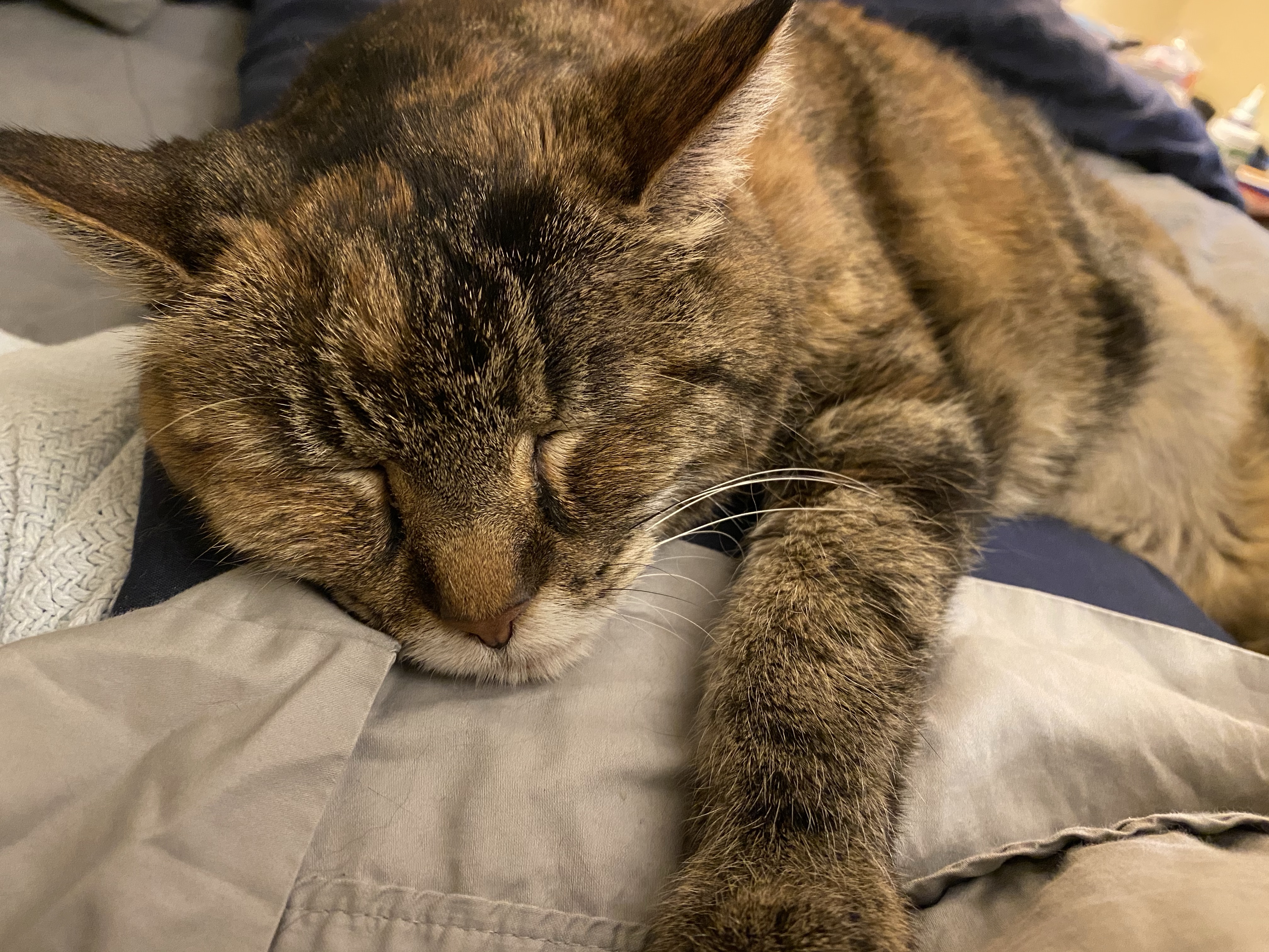 Laney, a torbie cat, napping