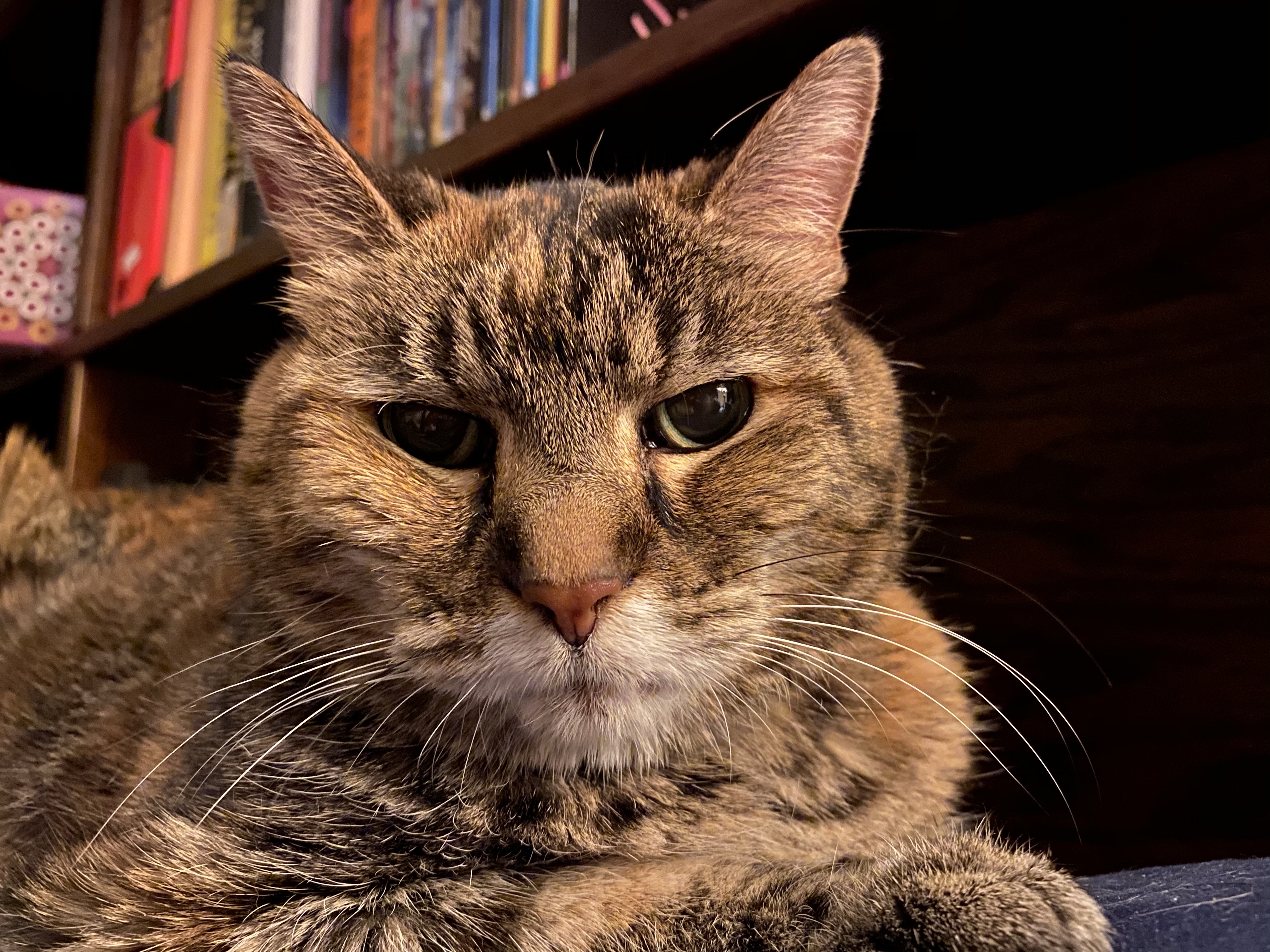 Laney, a torbie cat, glaring at the camera