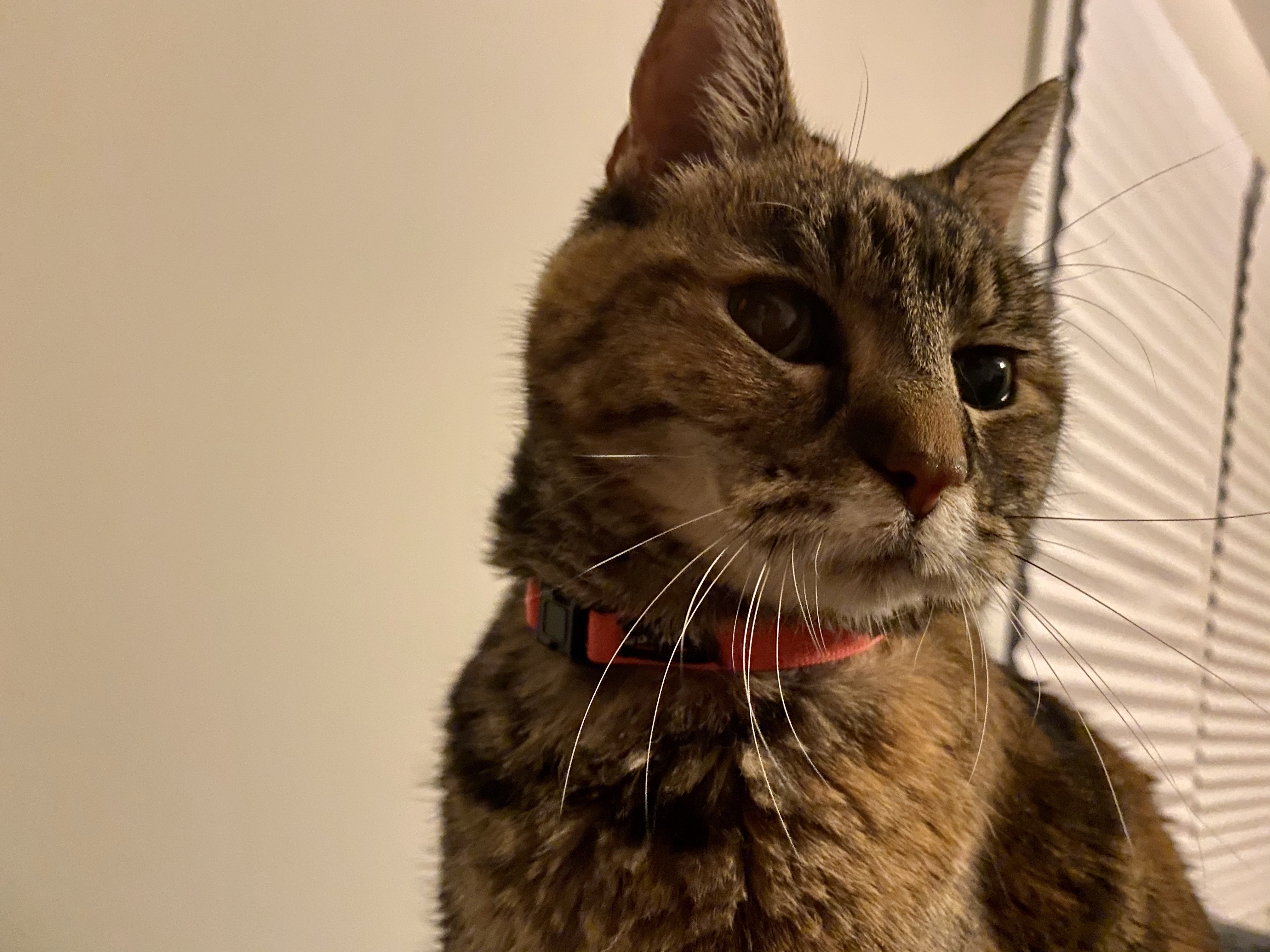 Laney, a torbie cat, looking pensive