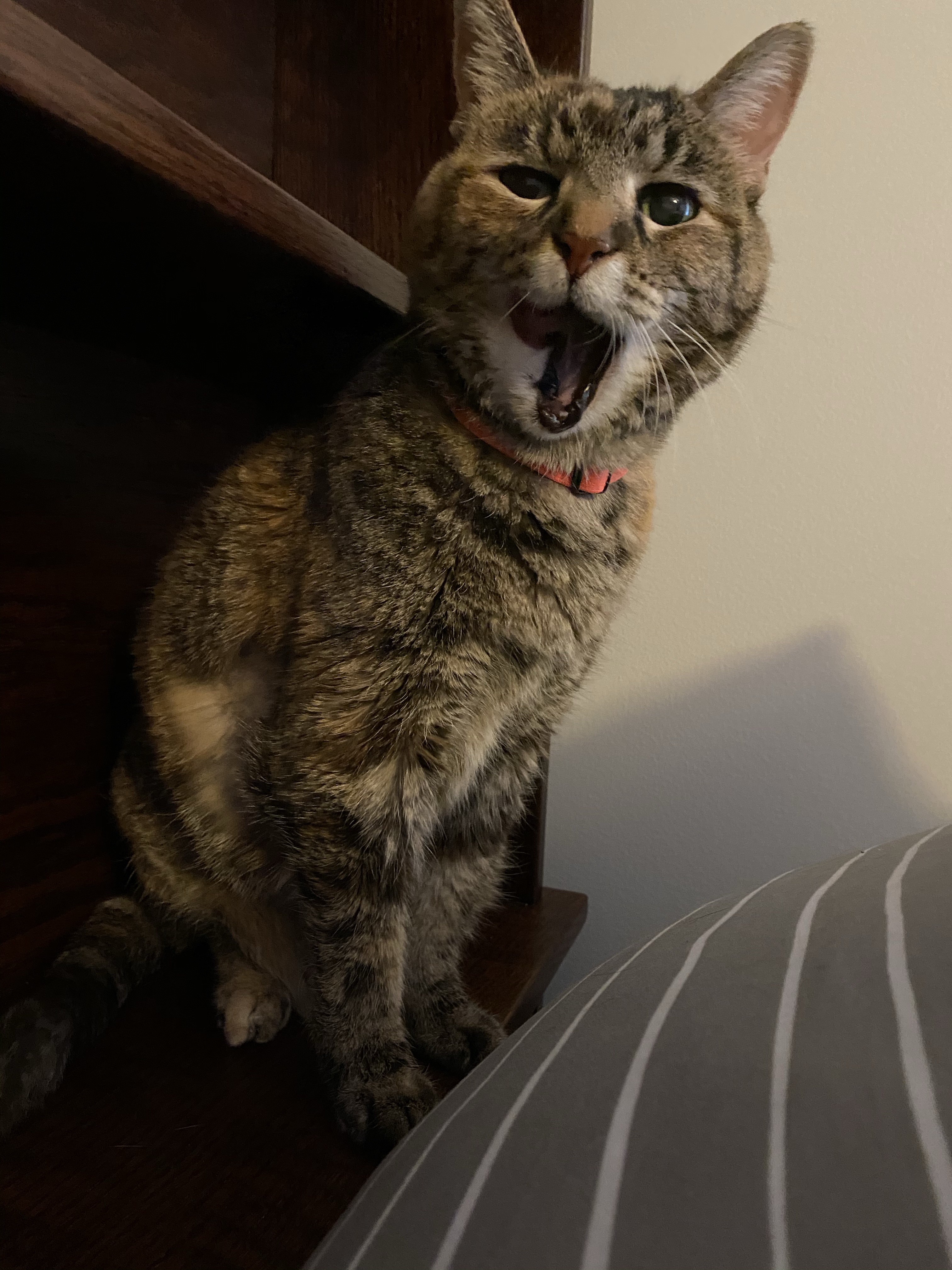 Laney, a torbie cat, licking her lips at the camera. Or yelling, hard to be sure.