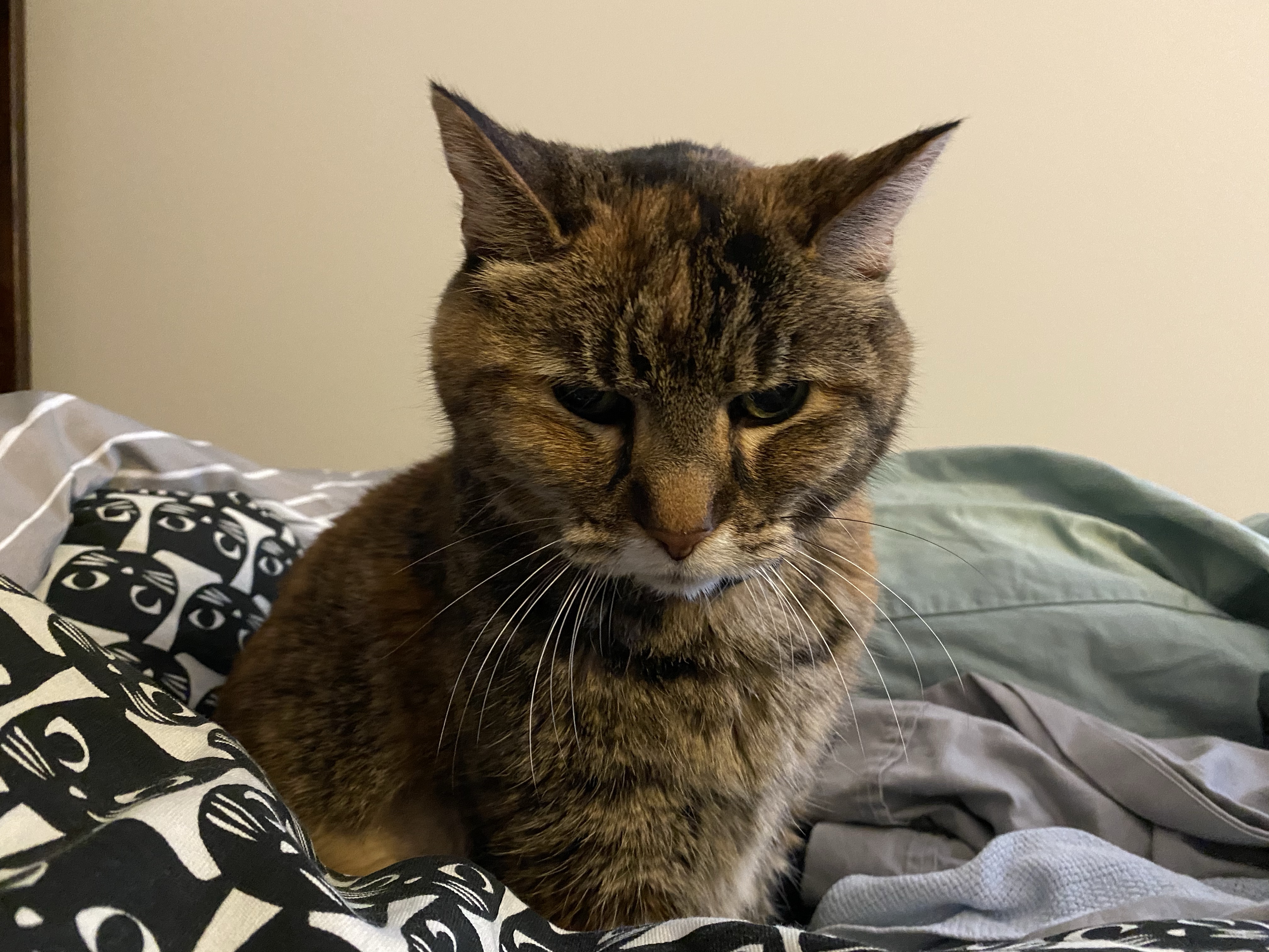 Laney, a torbie cat, glaring at the camera