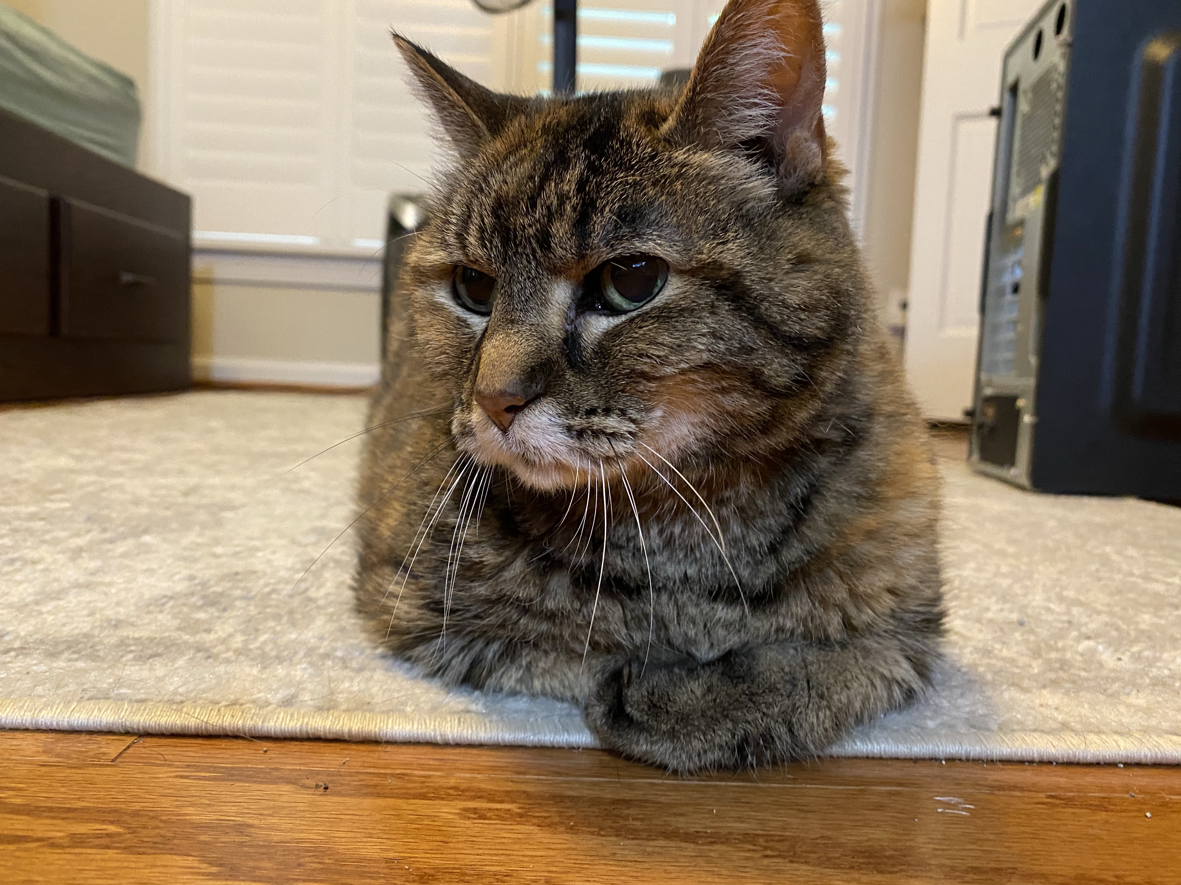 Laney, a torbie cat, loafing on the floor