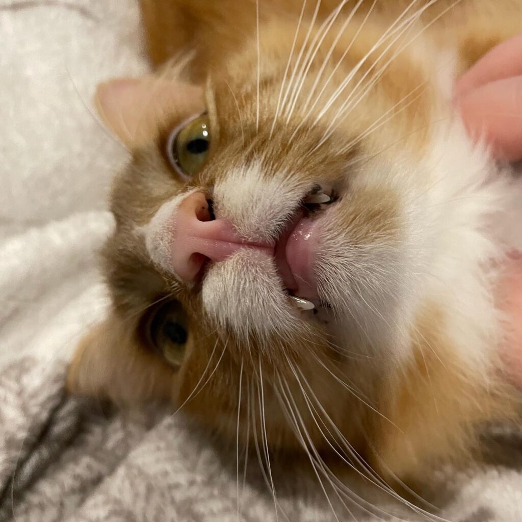 Sir Wobbles, an orange cat, staring up at the ceiling and showing his little fangs.