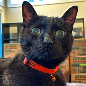 Bubby, aka, Bubby Merps, black cat face looking curious or startled.