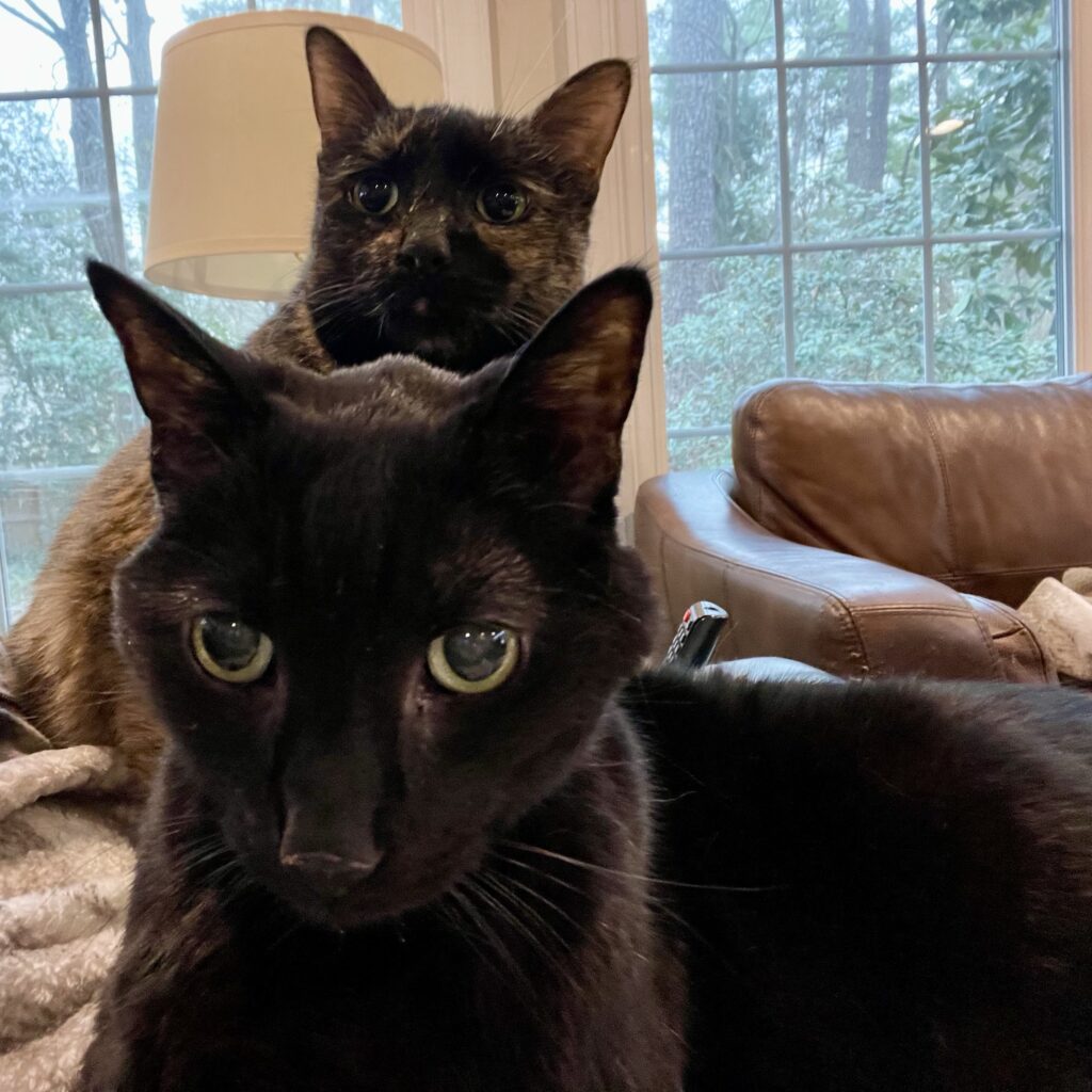 Two cats looking at the camera. 