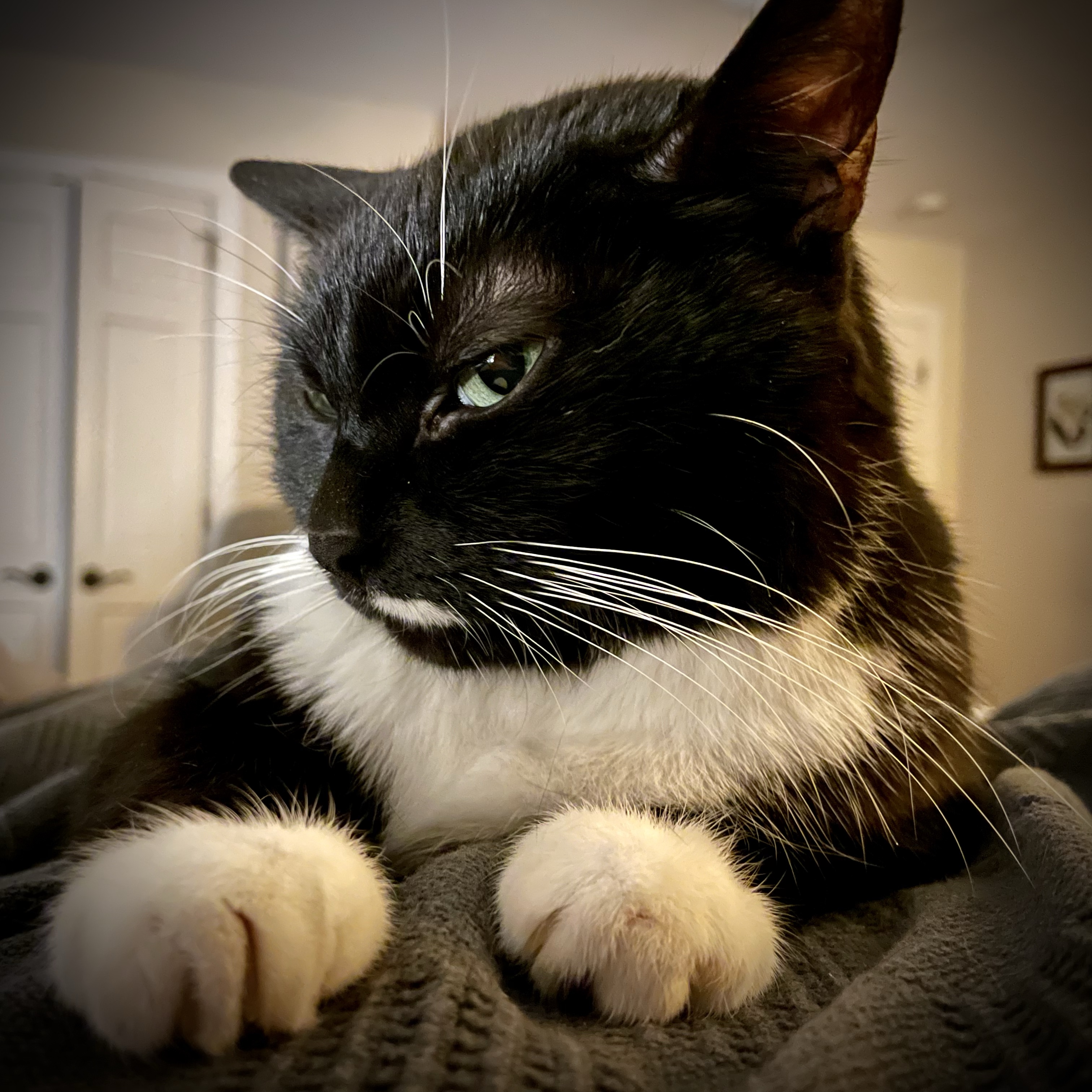 Tuxedo cat looking at the camera. 