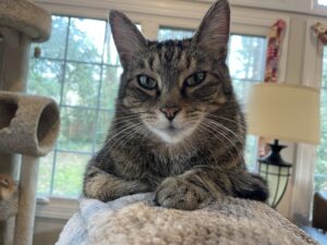 Sam, a housecat, sitting on the back of a couch facing the camera.