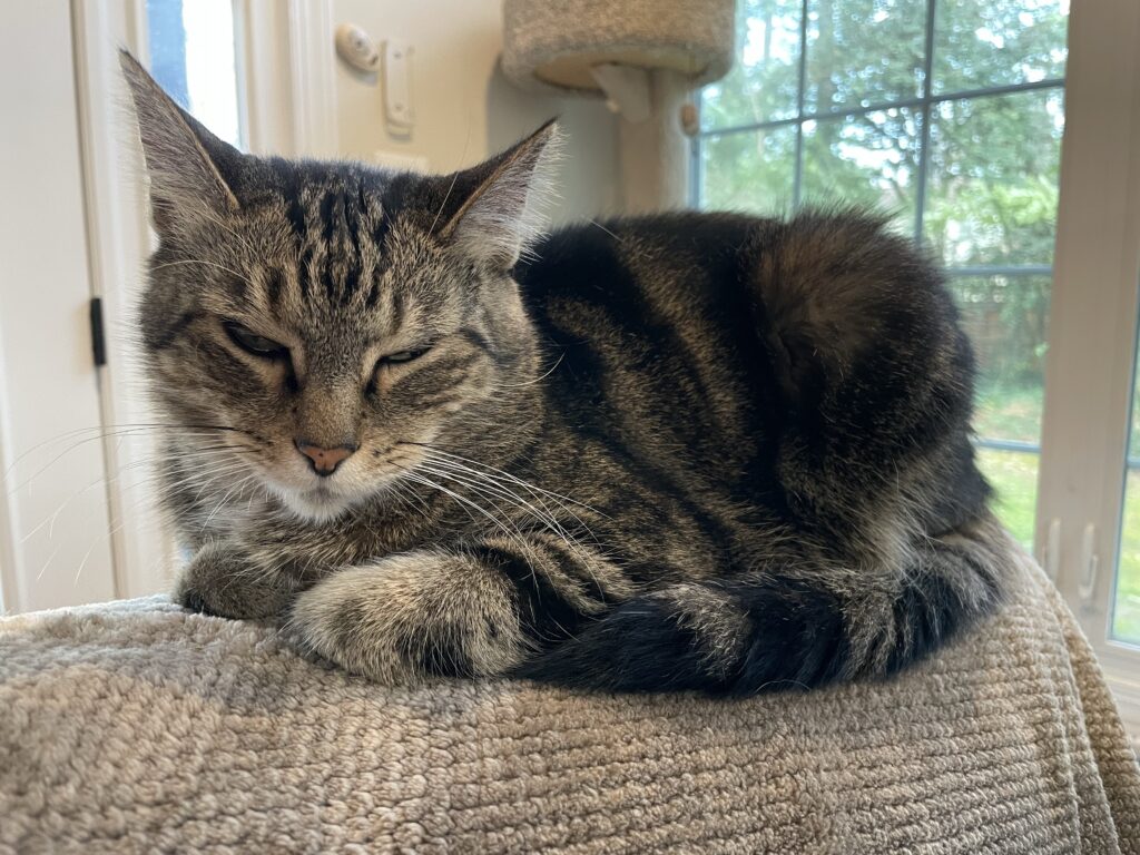 Sam, a grey tabby cat, loafing on the back of a couch with his eyes mostly shut.