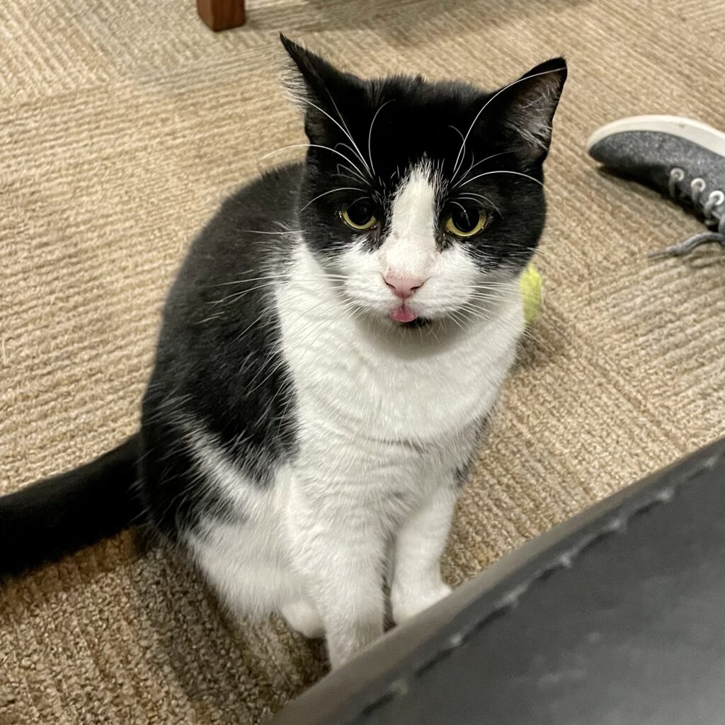 Black and white cat sticking her tongue out. 